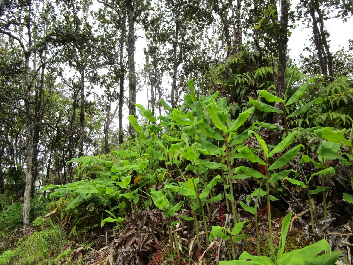 Ala Naulani Rd, Volcano, HI 96785 - #1