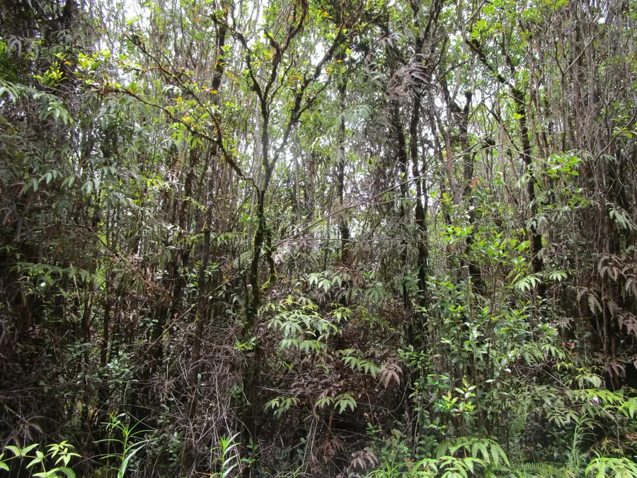 Ala Naulani Rd, Volcano, HI 96785 - #2