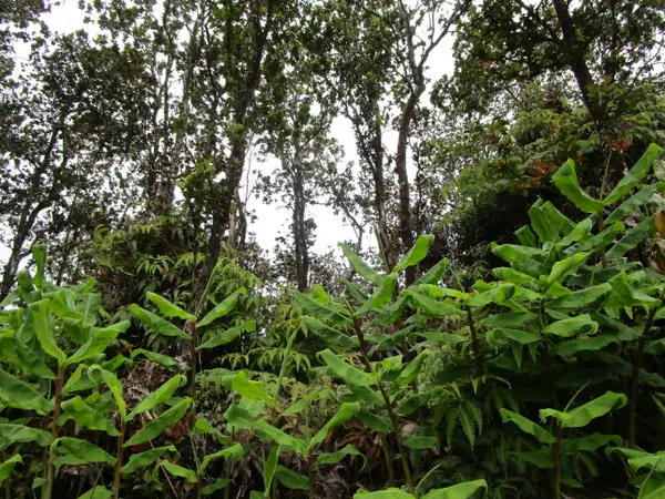 Alaula St, Volcano, HI 96785