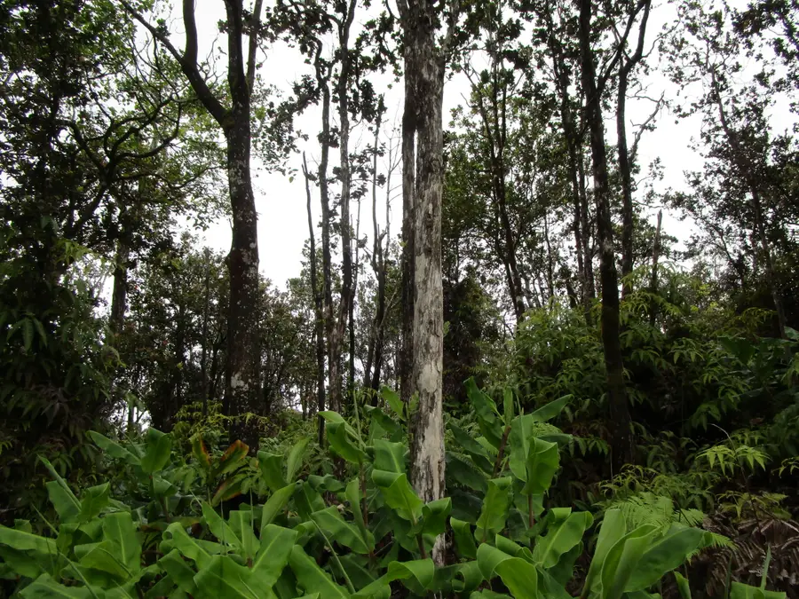 Alaula St, Volcano, HI 96785 - #2