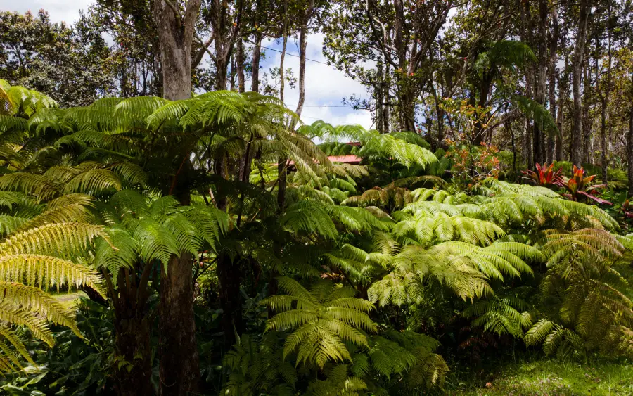 Mokuna St, Volcano, HI 96785 - #3