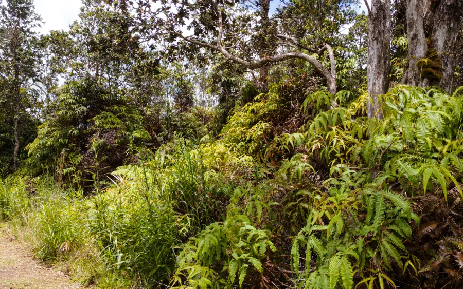 Pa Alii St, Volcano, HI 96785 - #2