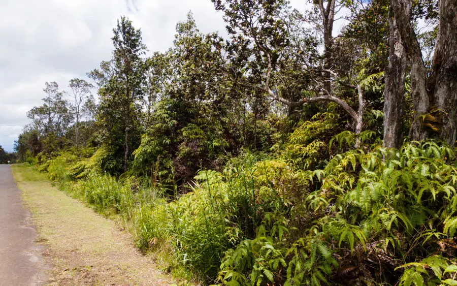 Pa Alii St, Volcano, HI 96785 - #3