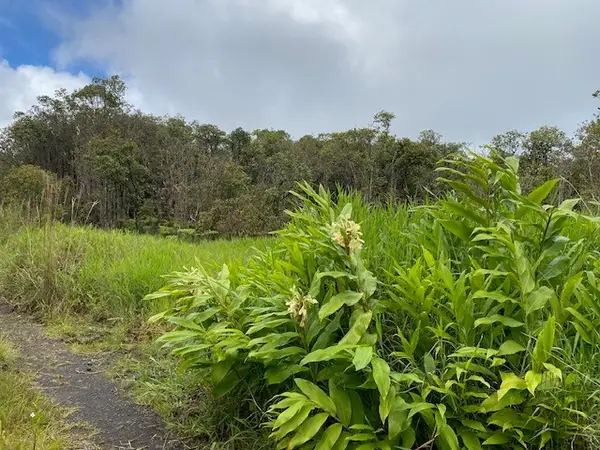 Road 6, Mountain View, HI 96771