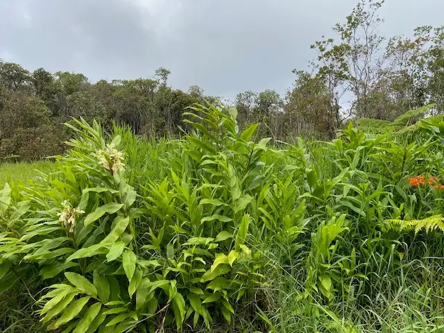 Road 6, Mountain View, HI 96771 - #2