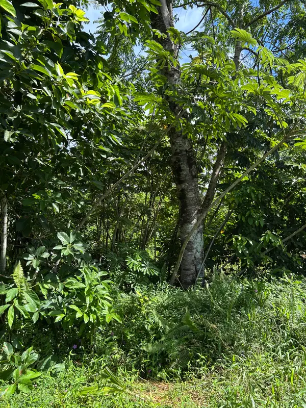 Puni Makai Loop, Pahoa, HI 96778