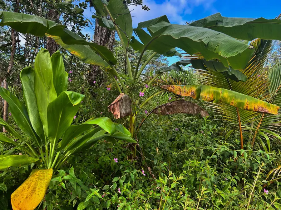 Pahoa Rd, Pahoa, HI 96778 - #2