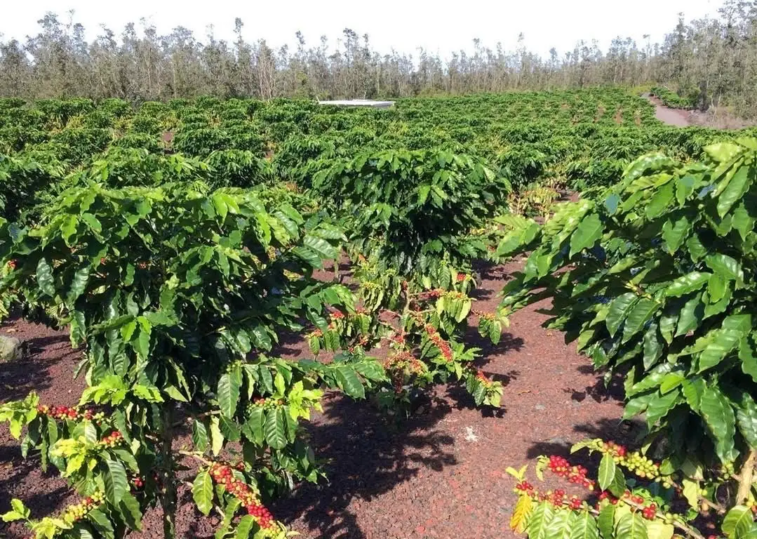Road 4 (io Kea), Hawaiian Acres, HI 96760 - #1