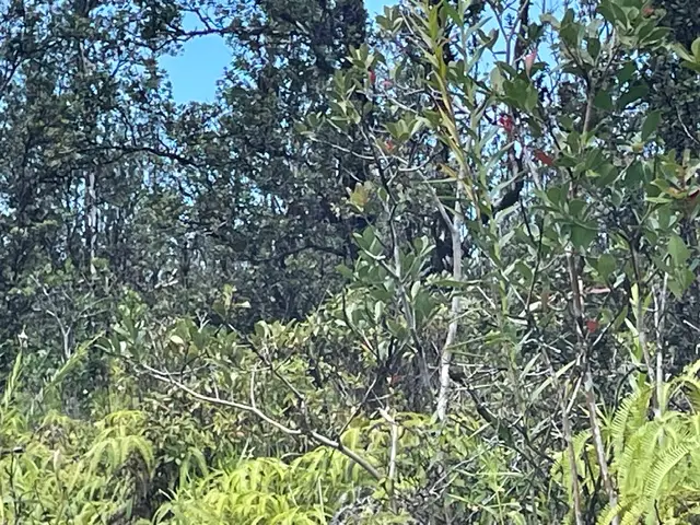 Road 6 (ooaa), Kurtistown, HI 96760 - #3