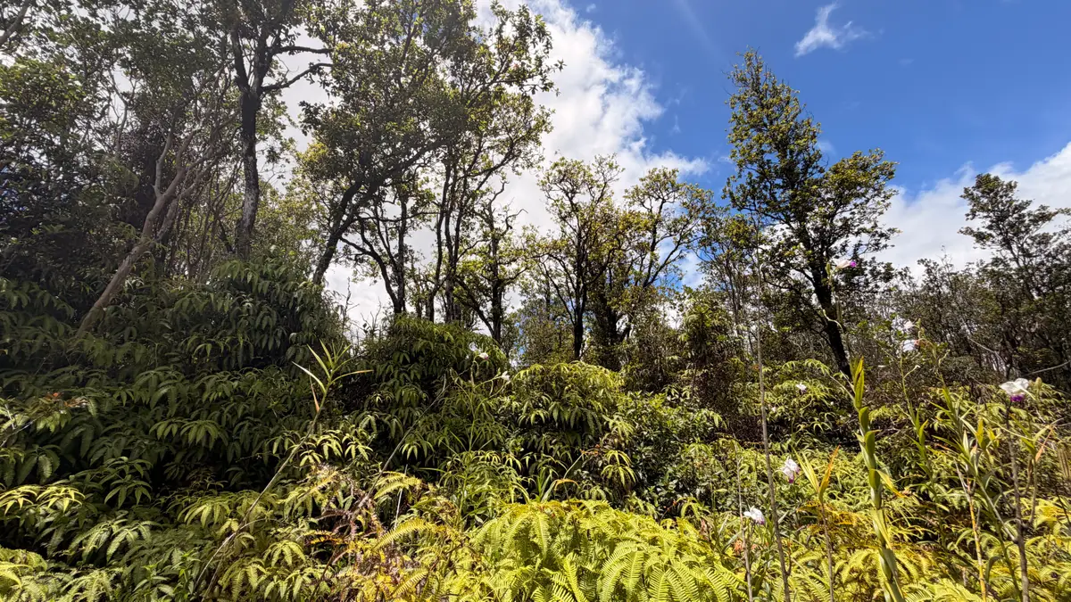 Kokokahi Rd, Volcano, HI 96785 - #1