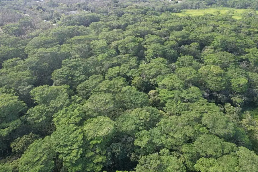 14-3845 Pahoa Kapoho Rd, Pahoa, HI 96778 - #3