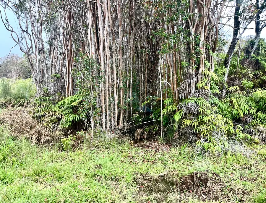18-2017 Pua St, Mountain View, HI 96771 - #3