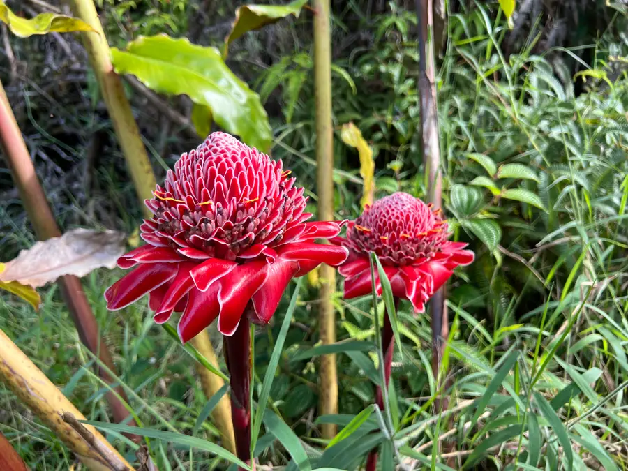 Lehuanani St, Volcano, HI 96785 - #3