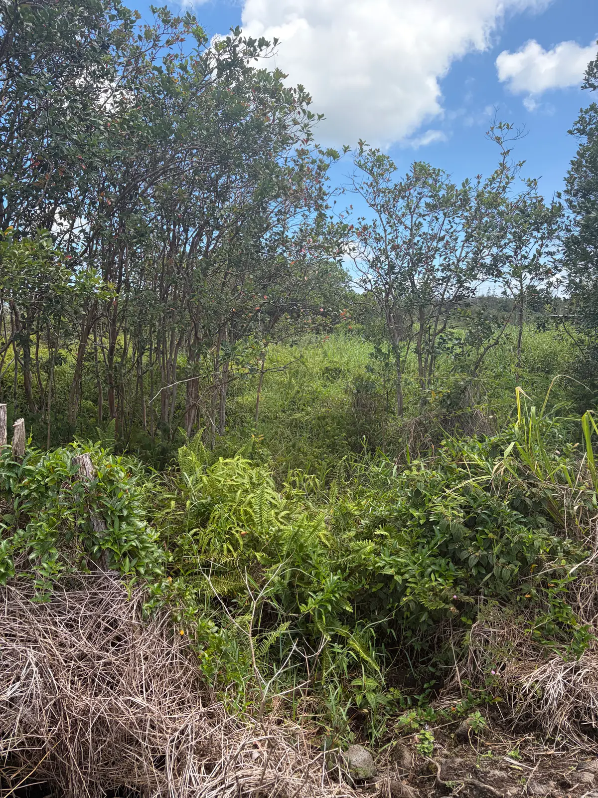 Road 9 (koloa Maoli), Kurtistown, HI 96760 - #1