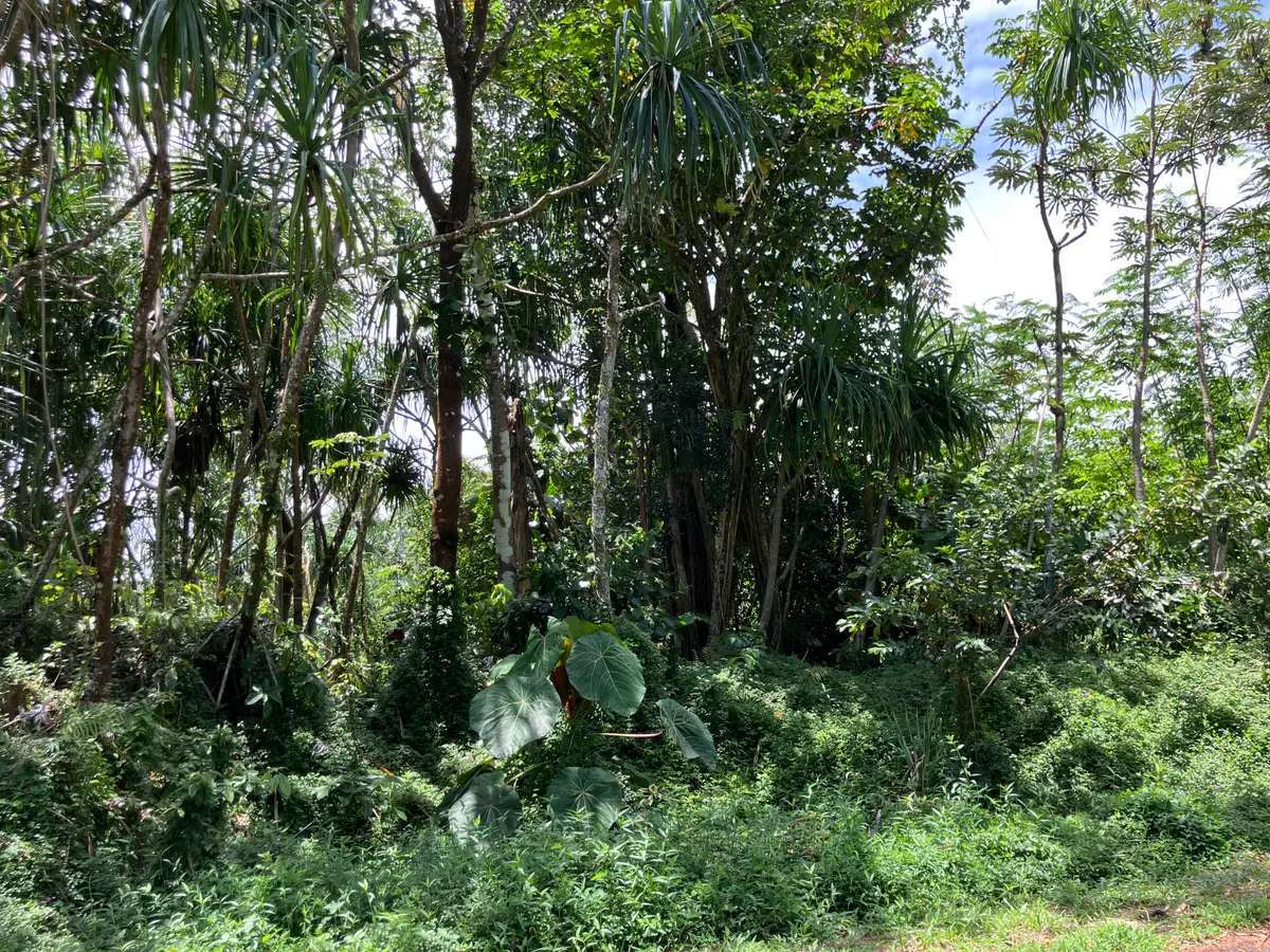 Opakapaka St, Pahoa, HI 96778 - #1