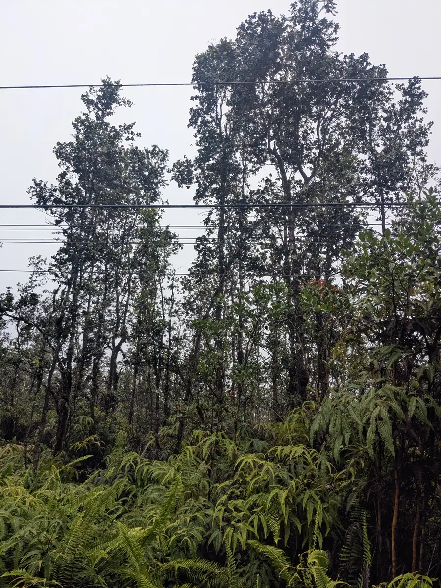 Road 3 (hopue), Mountain View, HI 96771 - #3