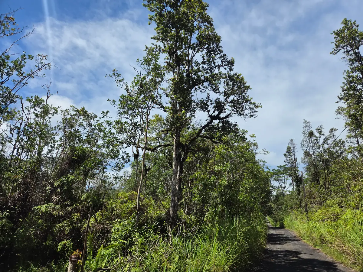 Road 3 (hopue), Kurtistown, HI 96760 - #1