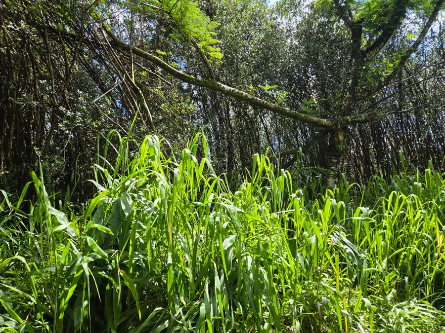 Road 3 (hopue), Kurtistown, HI 96760 - #2