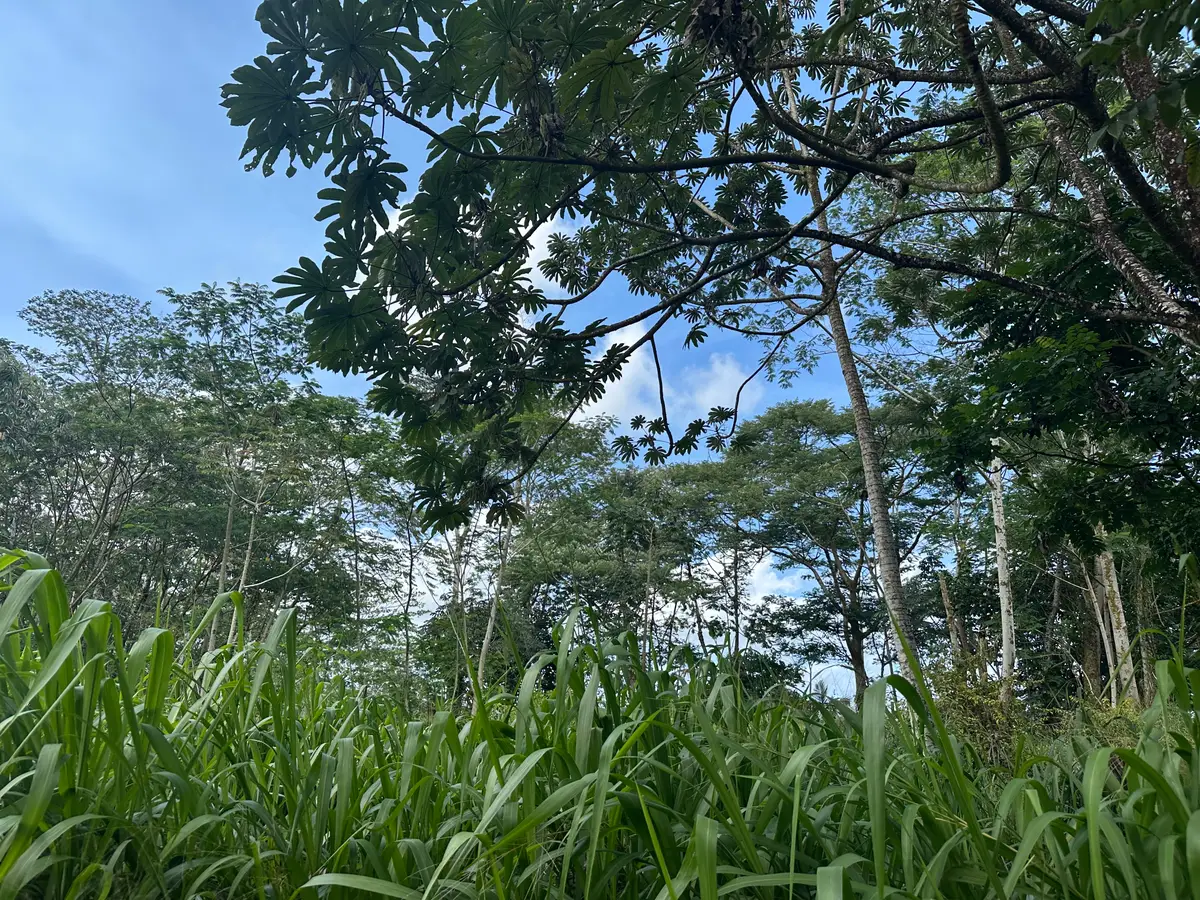 Tiki Rd, Keaau, HI 96749 - #1