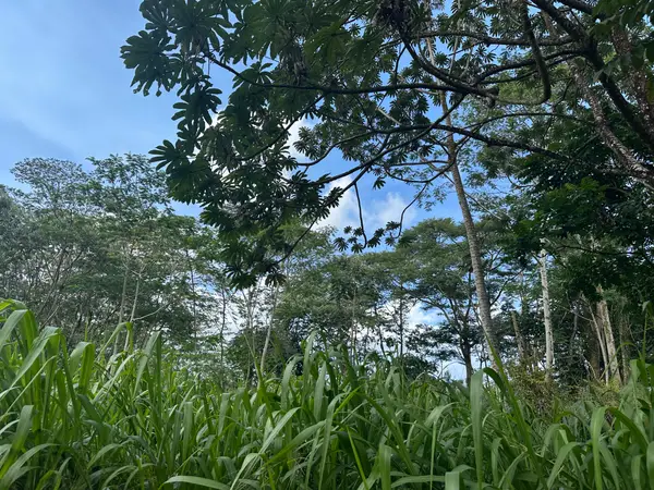 Tiki Rd, Keaau, HI 96749