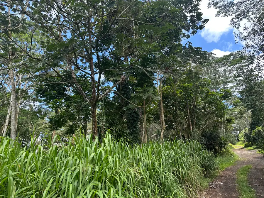 Tiki Rd, Keaau, HI 96749 - #3