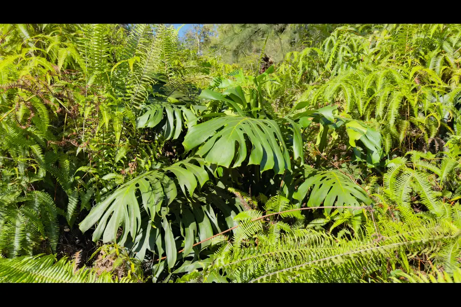 Road 2 (ao), Kurtistown, HI 96760 - #2