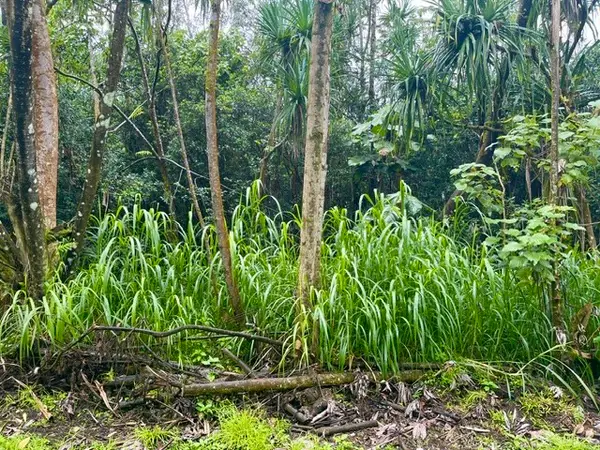 Nenue St, Pahoa, HI 96778