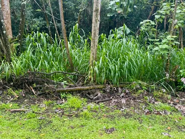 Nenue St, Pahoa, HI 96778 - #2