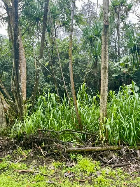 Nenue St, Pahoa, HI 96778 - #3