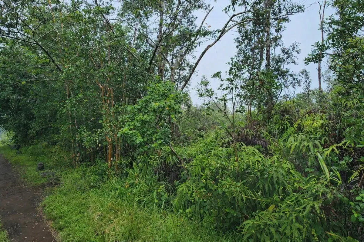 Road 2 (ao), Mountain View, HI 96771 - #1