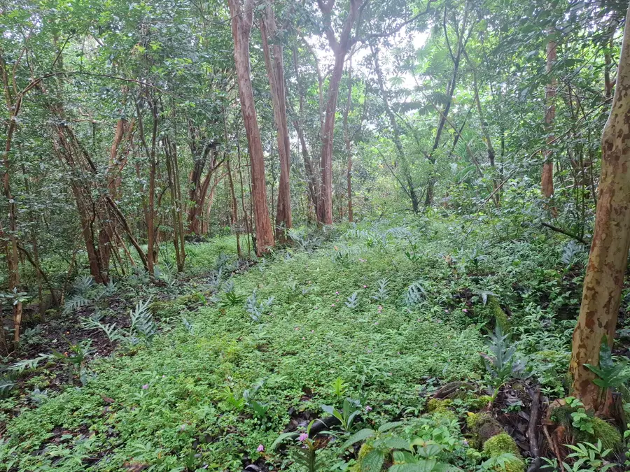 15-1353 27th Ave, Keaau, HI 96749 - #3