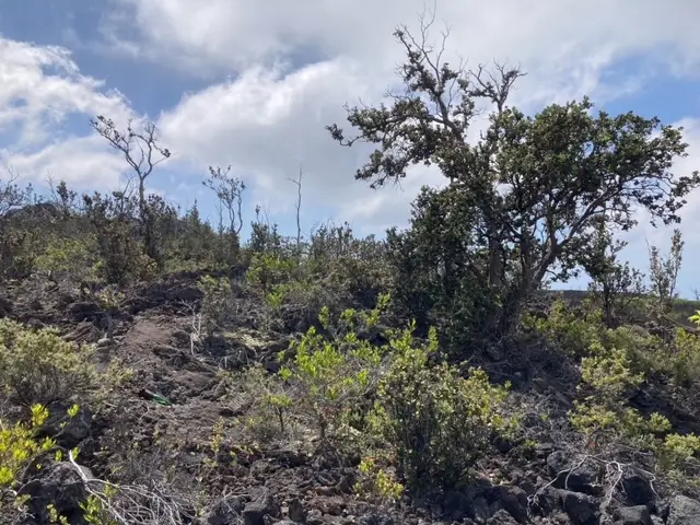 Poinciana Dr, Ocean View, HI 96737 - #3