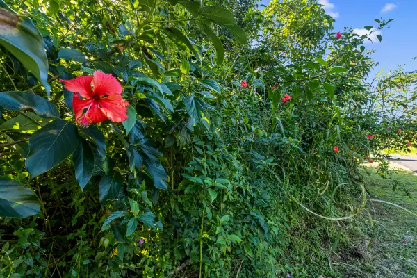 15-2716 Moi St, Pahoa, HI 96778