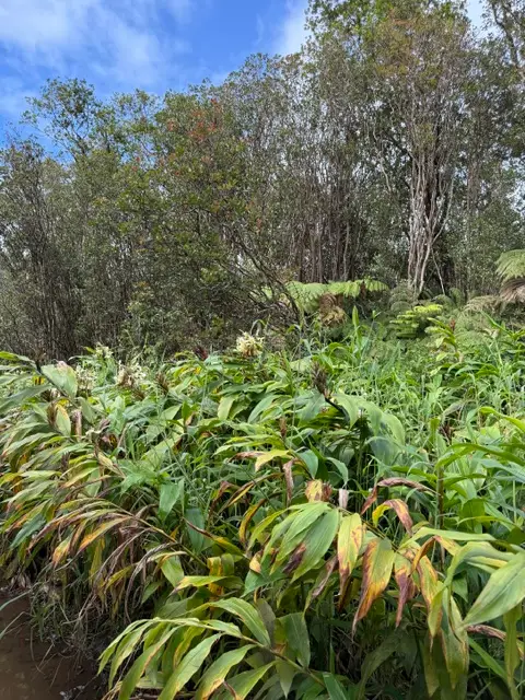 Road 4, Mountain View, HI 96771 - #3