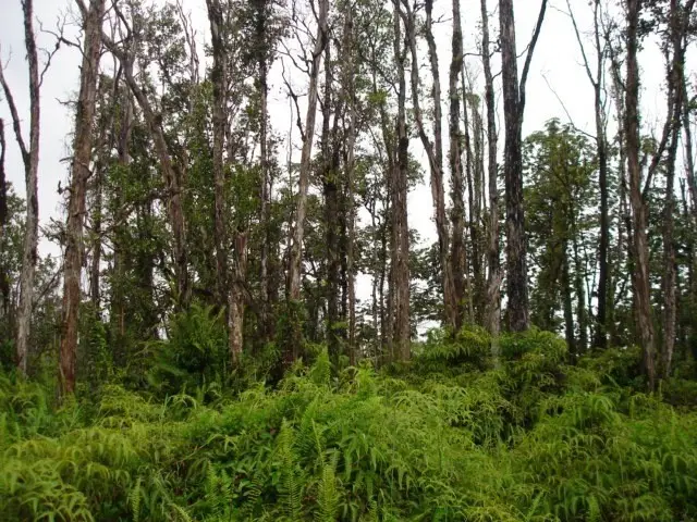 Tradewind Dr, Pahoa, HI 96778 - #2