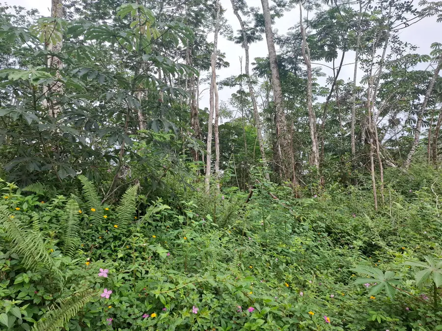 14-3458 Hilo Rd, Pahoa, HI 96778 - #3