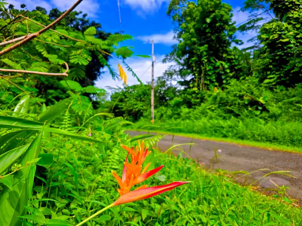 Ohiki St, Pahoa, HI 96778