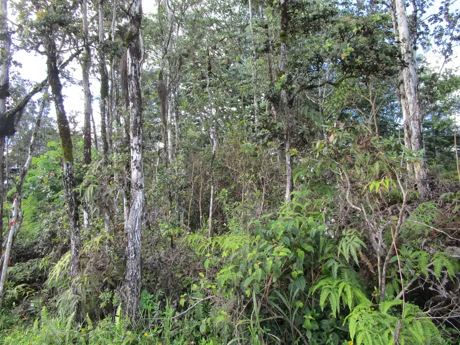 36th Ave, Kurtistown, HI 96760 - #3