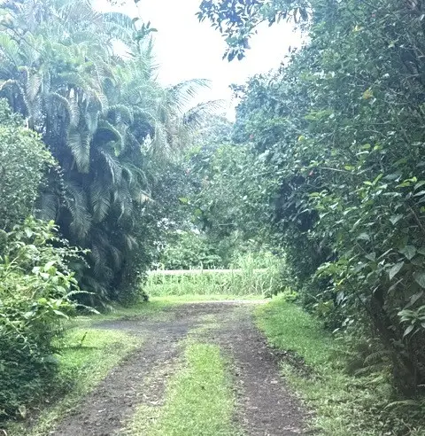 Hawaii St, Pahoa, HI 96778 - #1