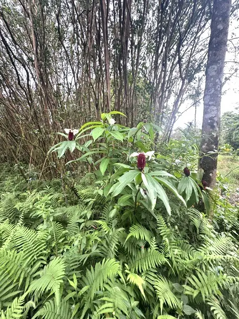Hawaii St, Pahoa, HI 96778 - #3