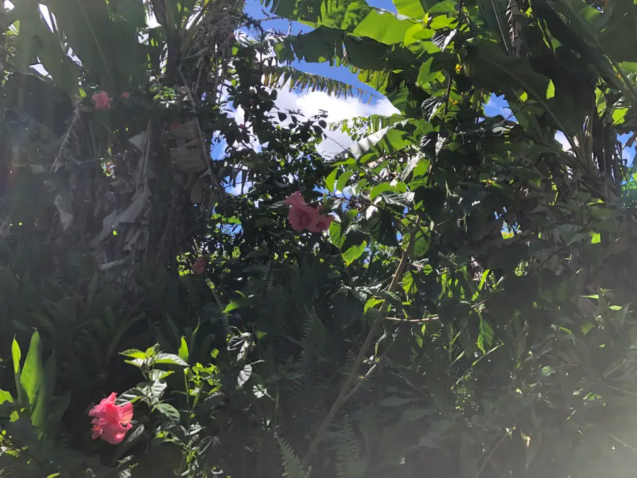 Kokokahi Rd, Mountain View, HI 96771 - #3