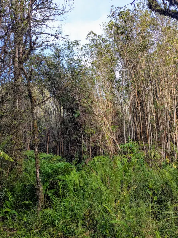 Road 11, Mountain View, HI 96771