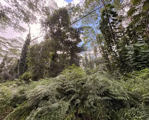 Pakalana Rd, Pahoa, HI 96778