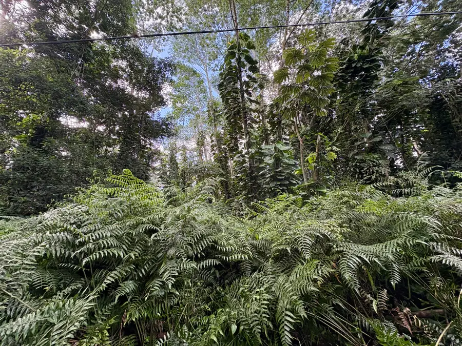 Pakalana Rd, Pahoa, HI 96778 - #2