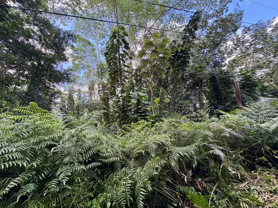 Pakalana Rd, Pahoa, HI 96778 - #3