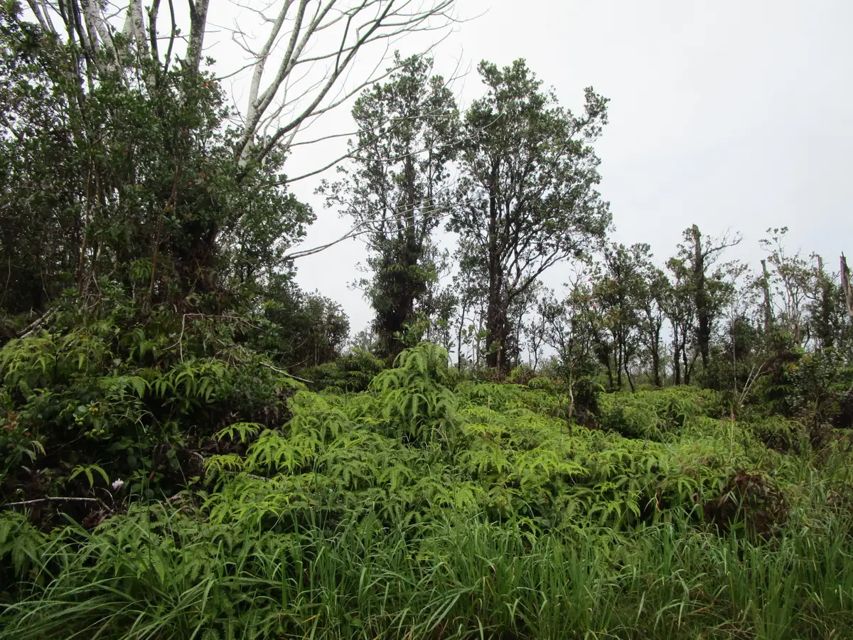 Apuakehau Rd, Volcano, HI 96785 - #1