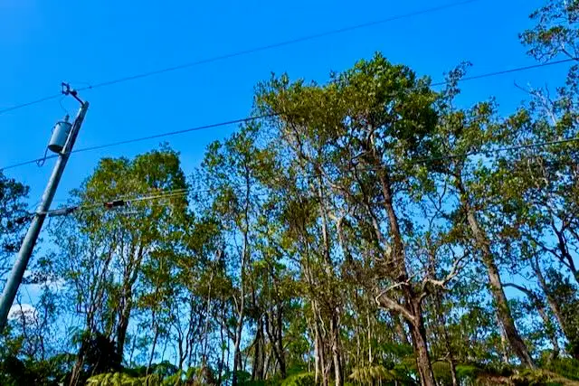 Anuhea Pl, Volcano, HI 96785 - #3