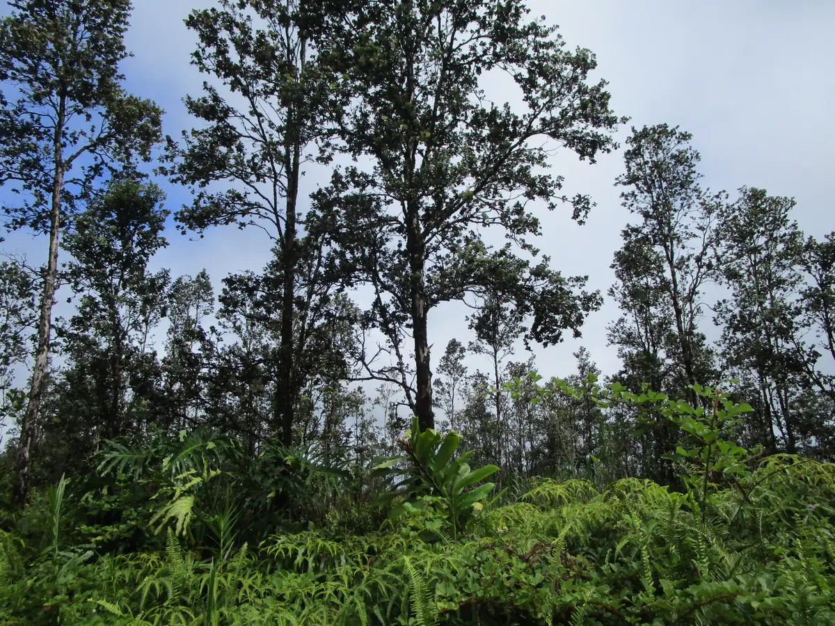 Ala Naulani Rd, Volcano, HI 96785 - #1