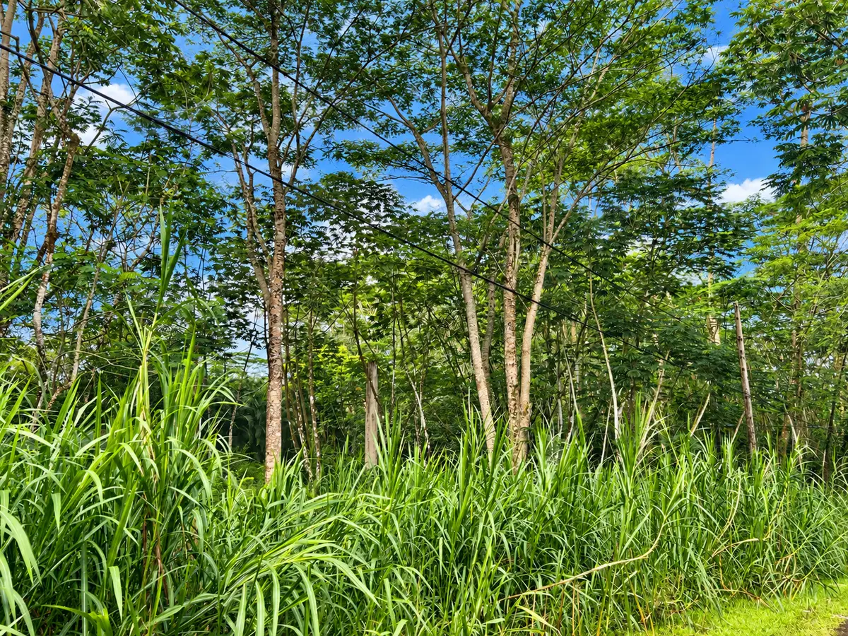 Pikake Rd, Pahoa, HI 96778 - #1