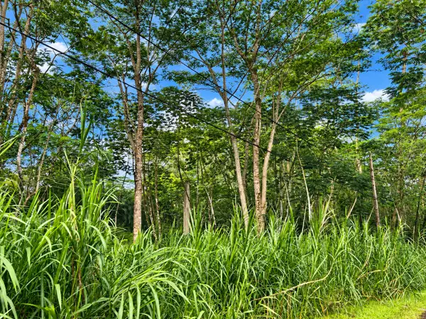 Pikake Rd, Pahoa, HI 96778